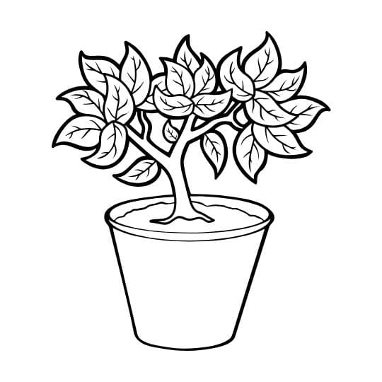 דף צביעה לטו בשבט